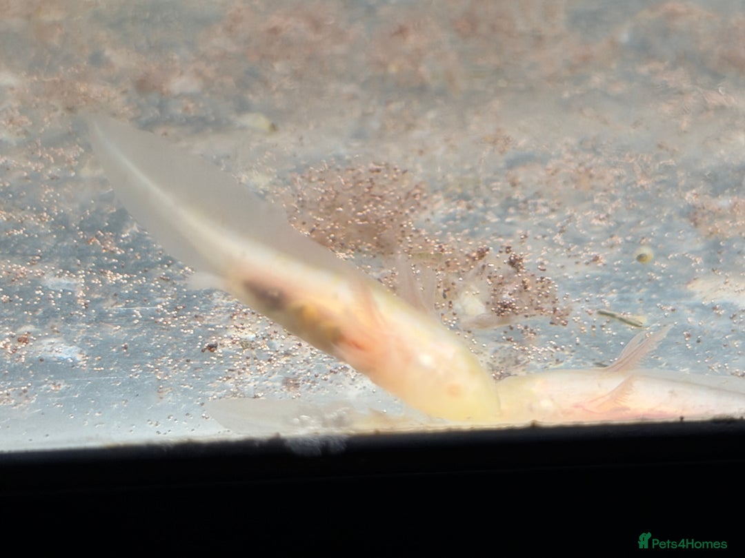 Axolotl reptiles for sale: Axolotl - Advert 5