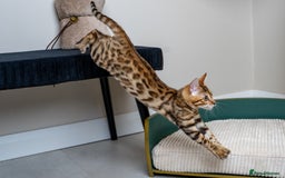 Bengal cats for sale: Stunning Bengal Girl- Top TICA pedigree- Ready NOW - Advert 17