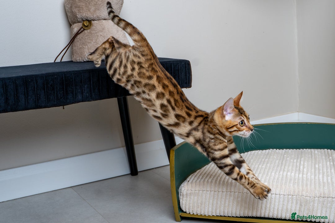 Bengal cats for sale: Stunning Bengal Girl- Top TICA pedigree- Ready NOW - Advert 17
