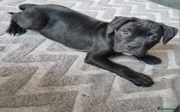 Mixed Breed dogs for sale: Olde english bully x staffordshire bull terrier - Image 1