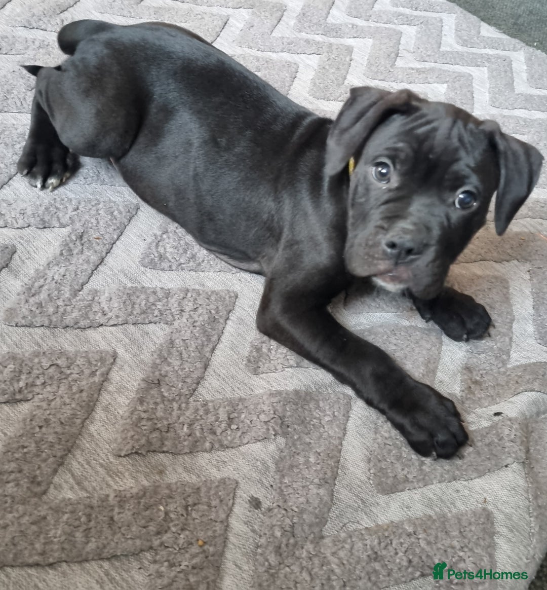 Mixed Breed dogs for sale: Olde english bully x staffordshire bull terrier - Image 1