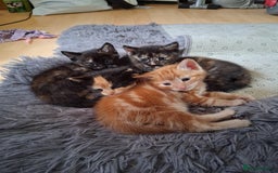 Mixed Breed cats for sale: 3 8 week old kittens for sale. - Image 6