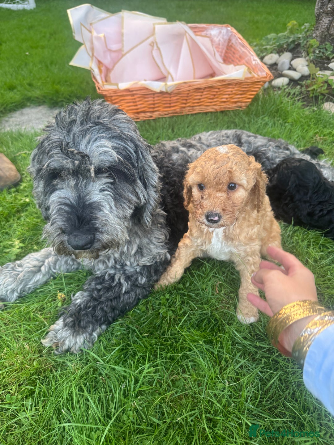 Cockapoo dogs for sale: Cockapoo pups for sale  - Image 10