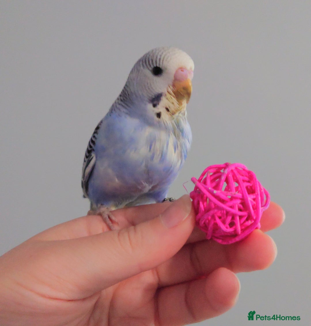 Budgerigars birds for sale: Hand reared silly tame baby budgies  - Image 22