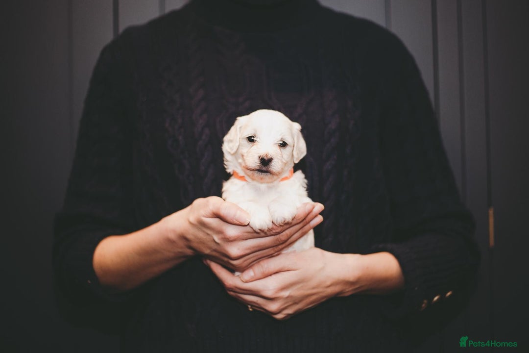 Maltipoo dogs for sale: BEST IN CLASS - F2 MALTIPOO PUPPIES - Advert 8