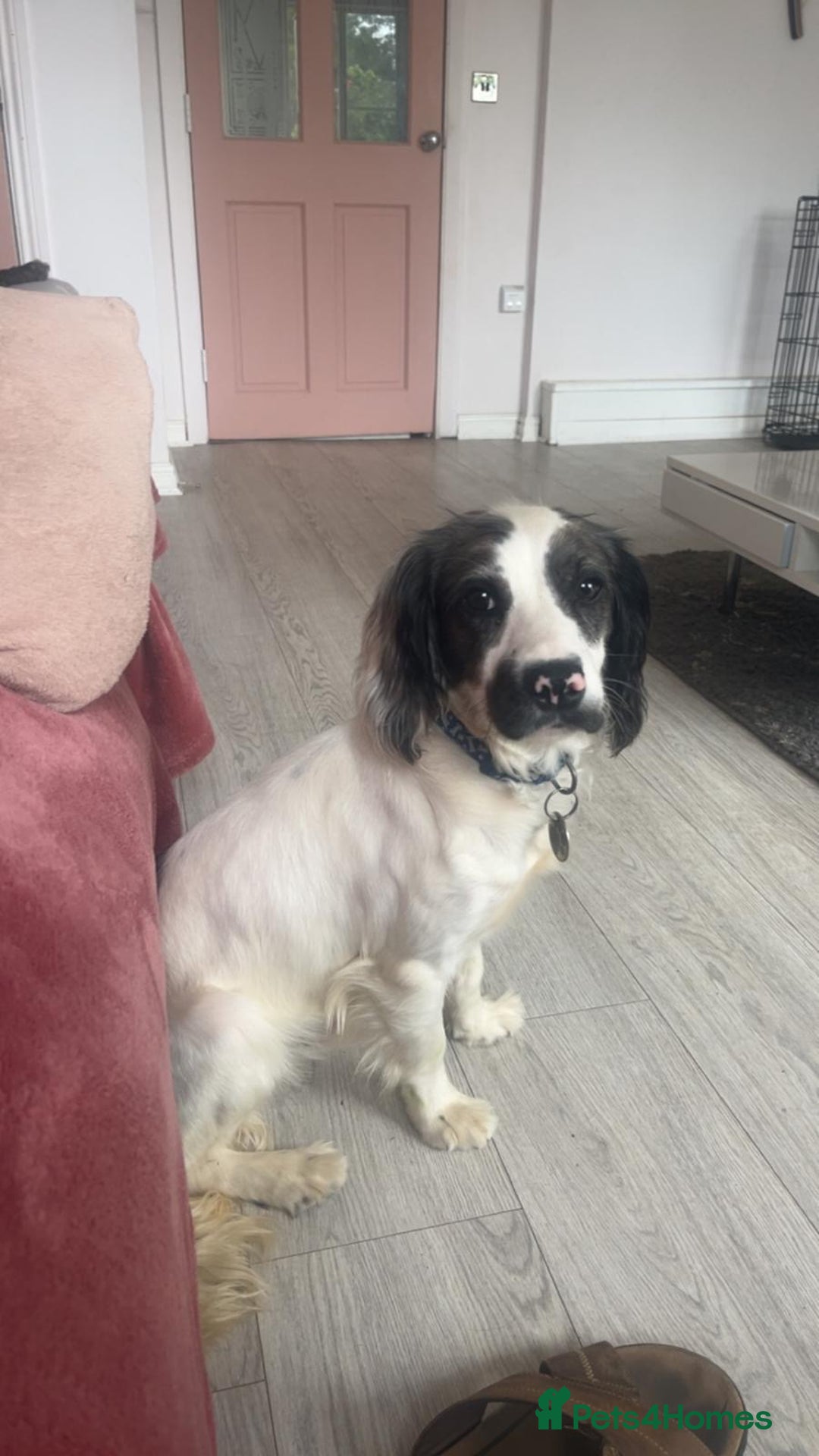 Cocker Spaniel dogs for sale: 2 Male Merle Cocker Spaniels - Image 6