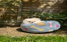 Pomeranian dogs for sale: Pomeranian Last Boy - Image 39