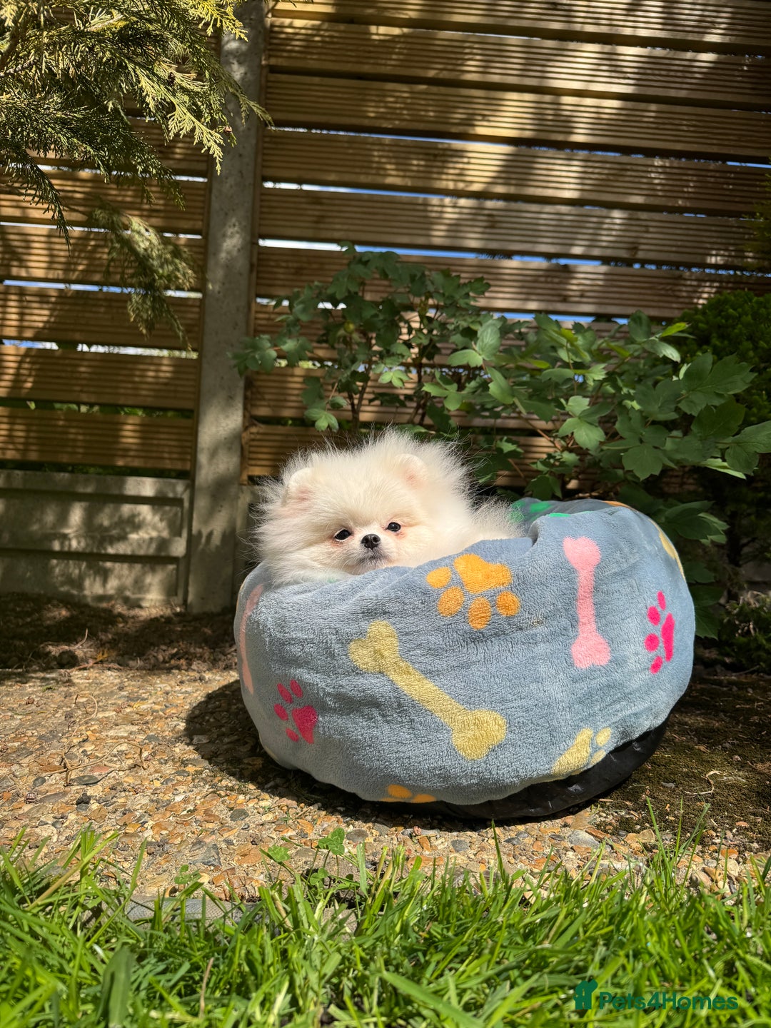 Pomeranian dogs for sale: Pomeranian Last Boy - Image 39
