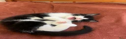 Mixed Breed cats for sale: Beautiful kittens are looking for a loving family. - Advert 14