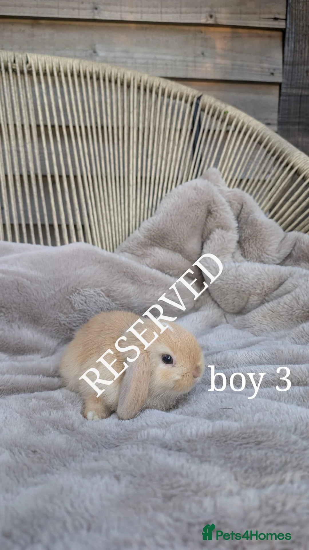 Mini Lop rabbits for sale: Gorgeous mini lops for sale💙 - ready to leave now - Advert 7
