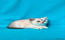 British Shorthair cats for sale: 🐾Purebred BSH kittens🐾 - Image 5