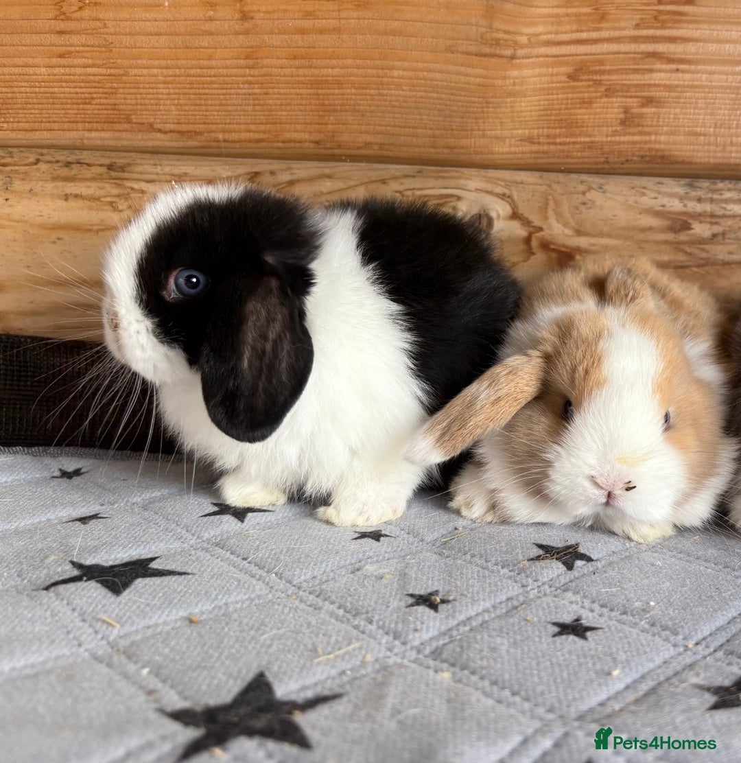 Mini Lop rabbits for sale: 2 beautiful pure mini lop babies - Image 5