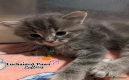Ragcoon cats for sale: Stunning Ragcoon kittens! - Image 17