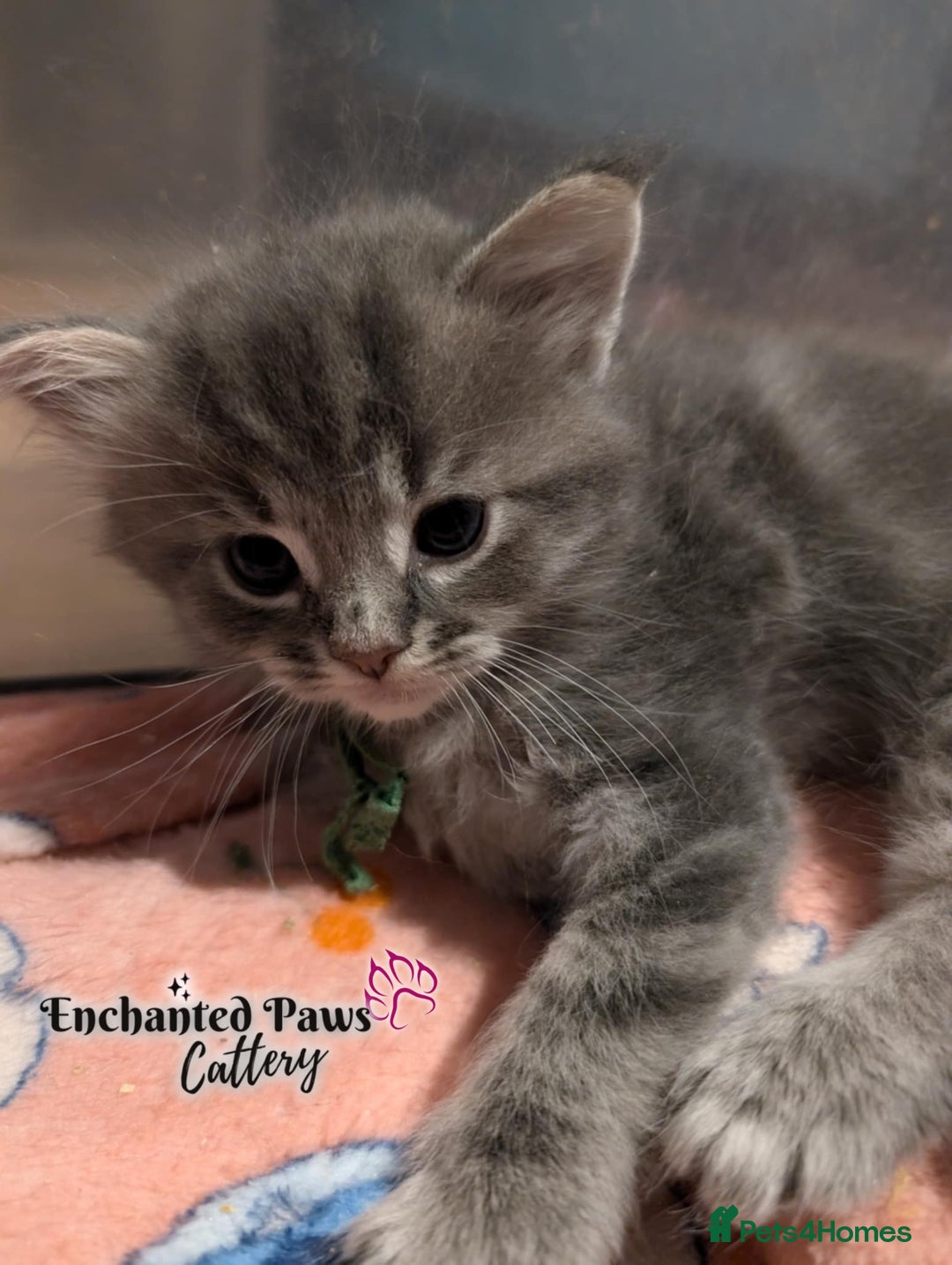 Ragcoon cats for sale: Stunning Ragcoon kittens! - Image 17