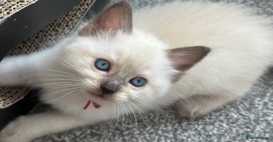 Ragdoll cats - Advert 15