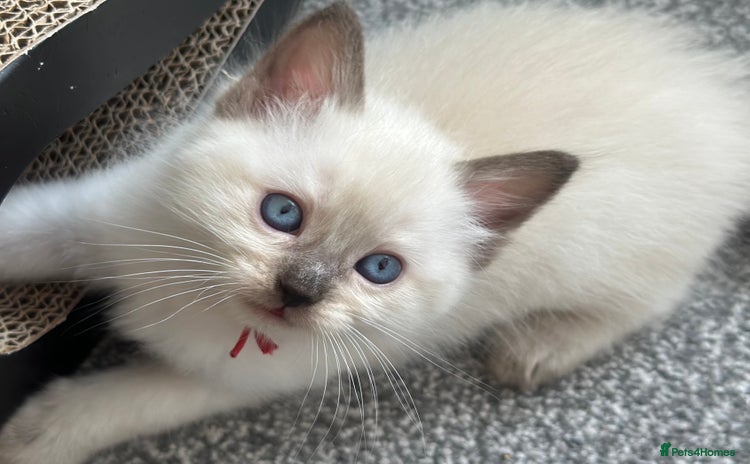 Ragdoll cats - Advert 5