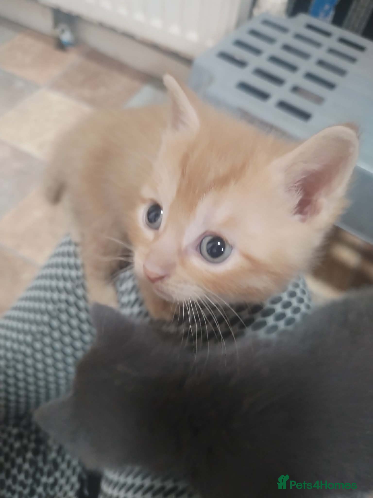 British Shorthair cats for sale: British short hair kittens in Cleckheaton - Advert 10