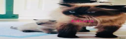 Himalayan cats for sale: Gorgeous Himalayan Persian kittens  - Advert 18