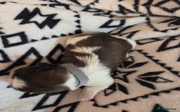 Shih Tzu dogs for sale: 5 stunning kc registered shih tzu pups - Image 12