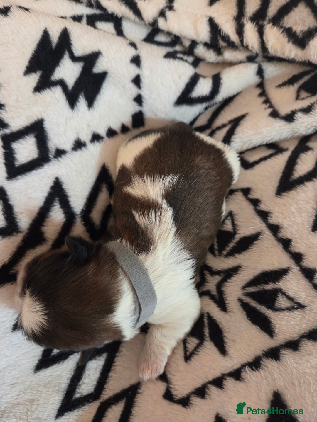 Shih Tzu dogs for sale: 5 stunning kc registered shih tzu pups - Image 12