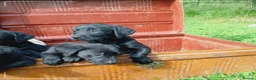Labrador Retriever dogs for sale: Labrador puppies  - Advert 8