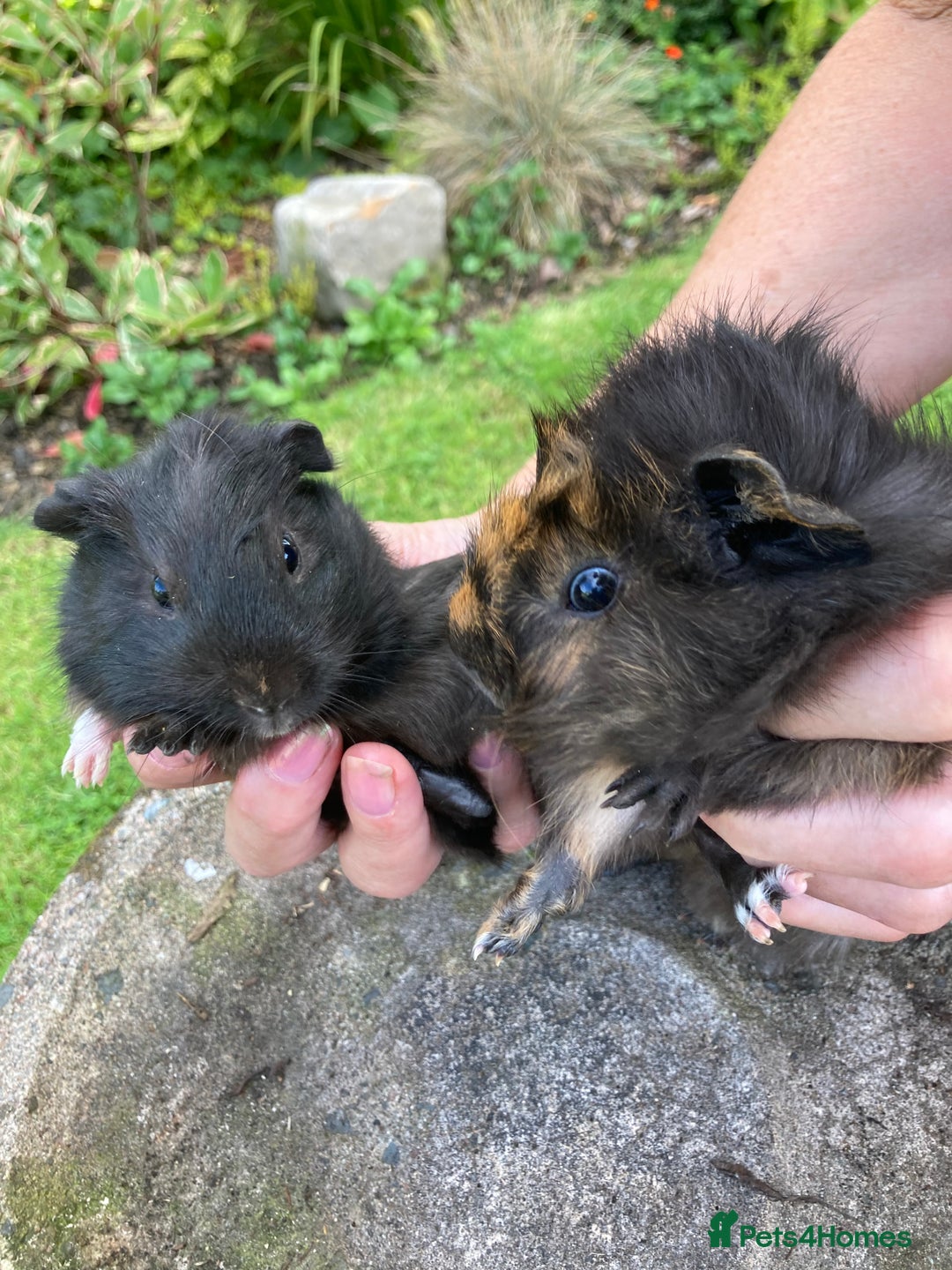 Guinea Pig rodents for sale: 2 gorgeous male Guinea pigs - Image 8