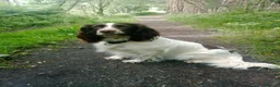Sprocker dogs for sale: Ella's puppies  in Newcastle upon Tyne - Advert 2