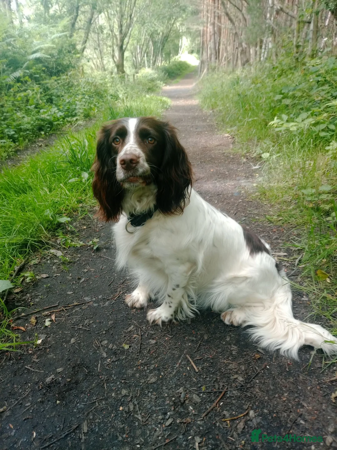 Sprocker dogs for sale: Ella's puppies  in Newcastle upon Tyne - Advert 2