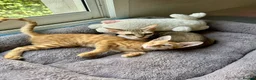 Arabian Mau cats for adoption: Two Female Rescue Kittens for Adoption Together - Advert 3