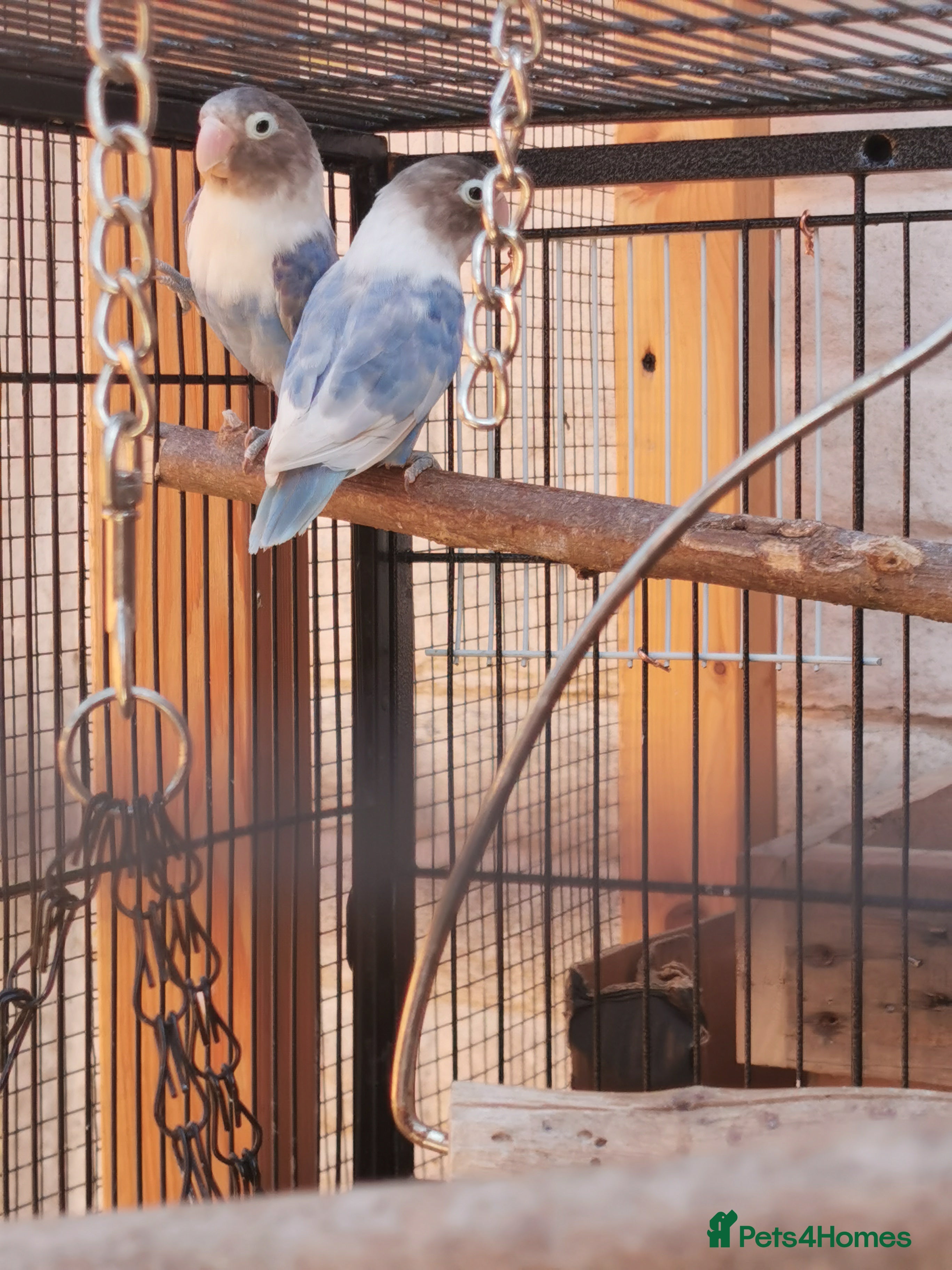 Lovebirds birds Love bird blue pair  - Advert 5