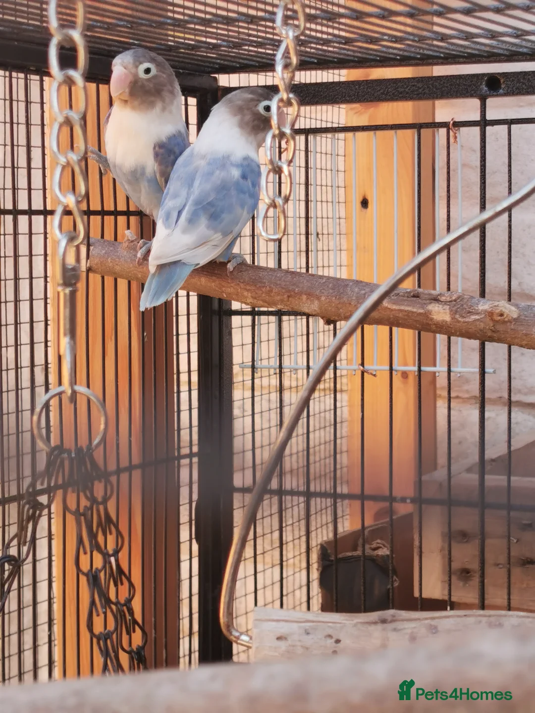 Lovebirds birds for sale: Love bird blue pair  - Advert 1