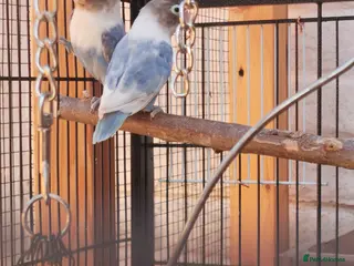 Lovebirds birds Love bird blue pair - Advert 5