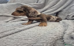 Miniature Dachshund dogs for sale: Kc dachshund babies ready next week - Image 27