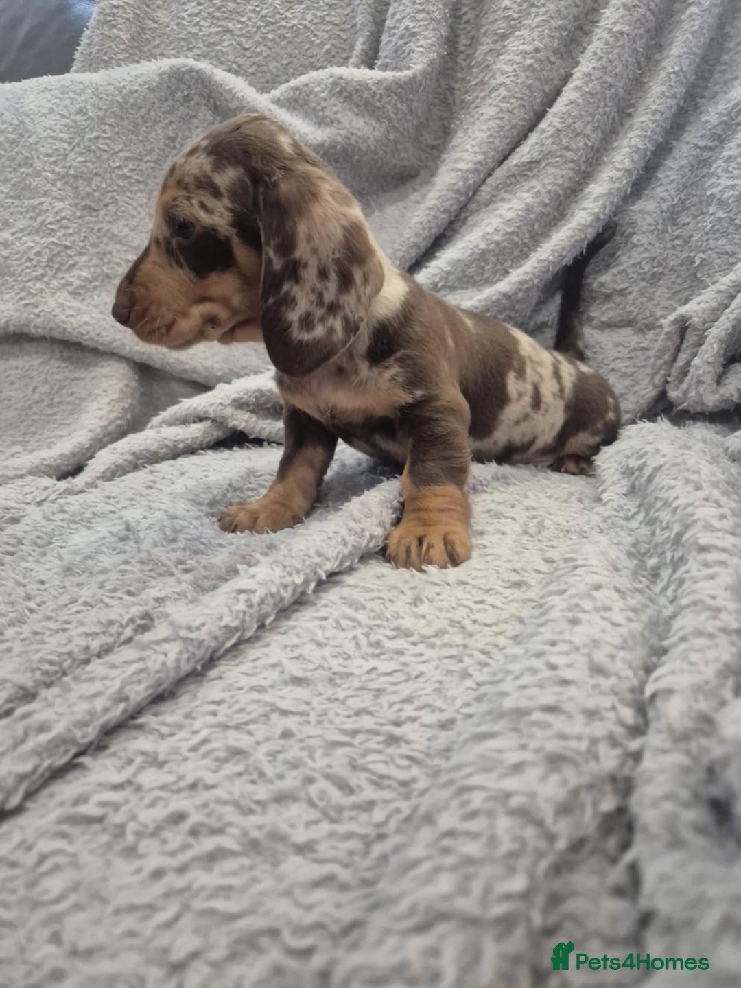Miniature Dachshund dogs for sale: Kc dachshund babies ready next week - Image 27
