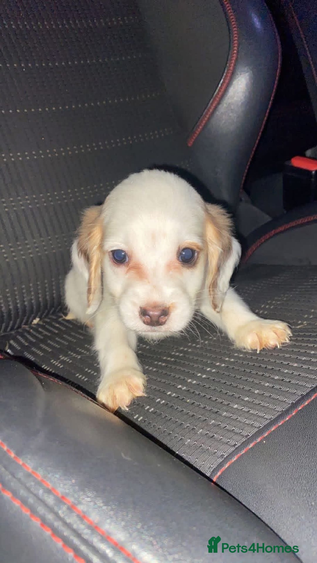 Cocker Spaniel dogs for sale: Cocker spaniels boy  - Advert 2