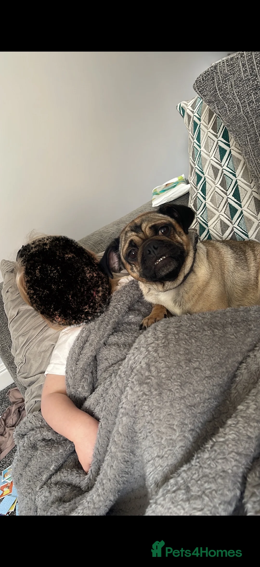 Pug dogs for sale: 🐾 Loving Home Needed for Minnie 🐾 - Advert 8