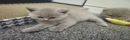 British Shorthair cats for sale: British short hair kittens  - Advert 11