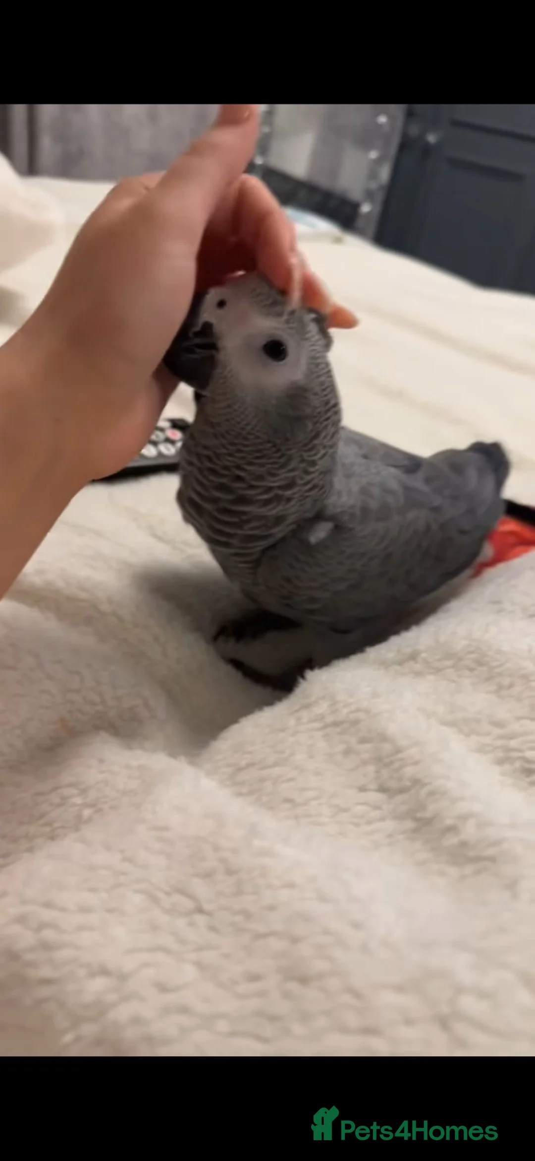 Parrots birds for sale: Beautiful african greys ready now  - Advert 2