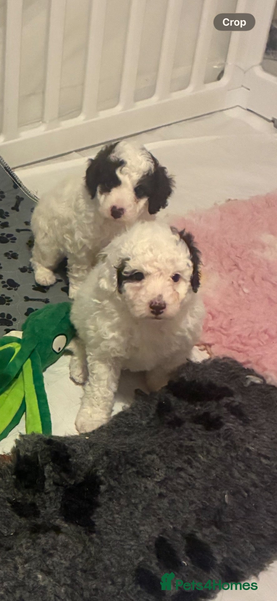 Poodle dogs for sale: Parti toy poodlesxmini cockapoo ❤️💙💜  - Advert 5