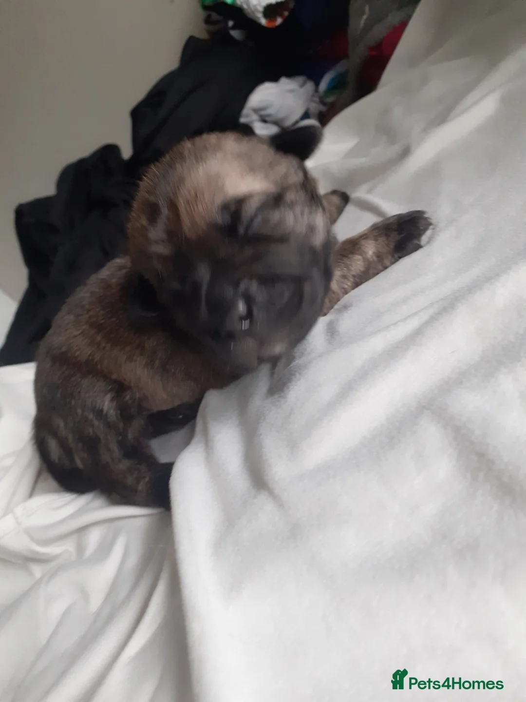 Mixed Breed dogs for sale: Pikenesse Cross jack Russell  - Advert 2