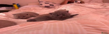 British Shorthair 1