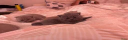 British Shorthair cats for sale: Tica registered British Shorthair Kittens  - Advert 10