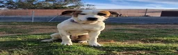 Mixed Breed dogs for adoption: CLAUDIO❤️🚨🐾 - Advert 12