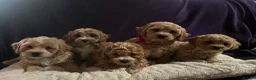 Cavapoochon dogs for sale: Cavapoochon puppies  - Advert 3