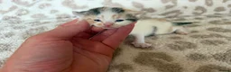 Mixed Breed cats for sale: Beautiful litter of kittens available! - Advert 3