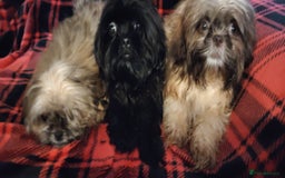 Shih Tzu dogs for sale: Half Imperial Shihtzu Pups (Karashishi Lines)  - Image 9