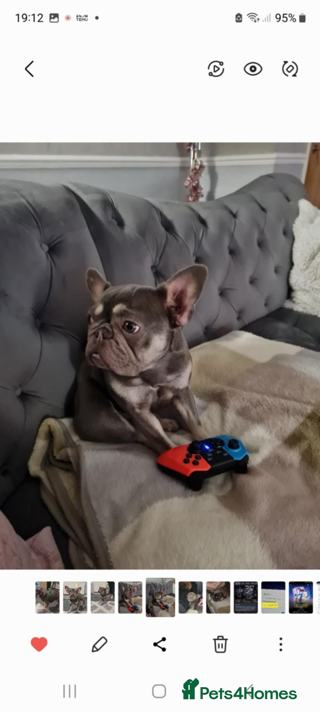 French Bulldog dogs for sale: Cass female french bulldog  - Advert 7