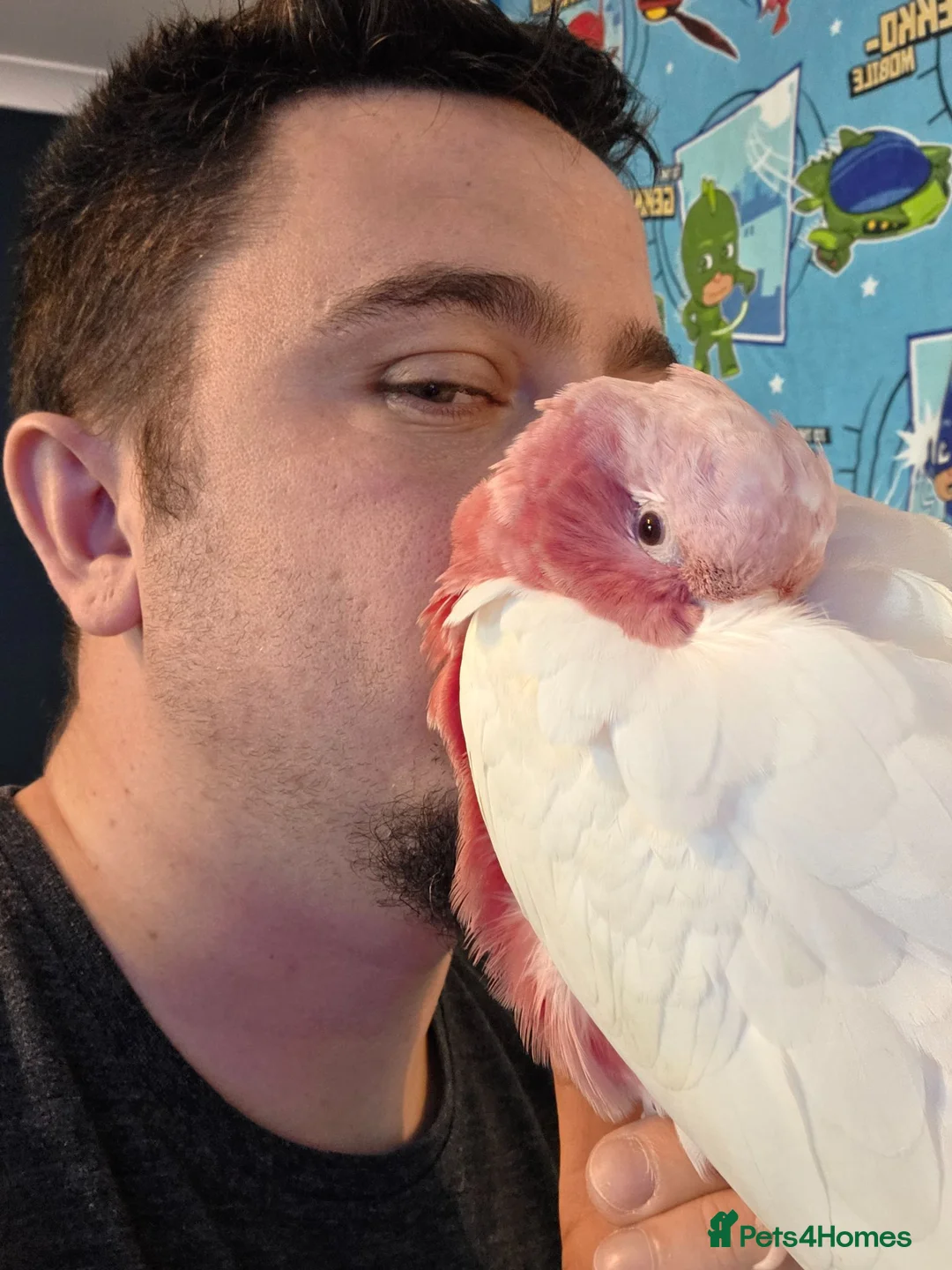 Cockatoo birds for sale: Silly Tame Hand Reared Lutino Galah  - Advert 1