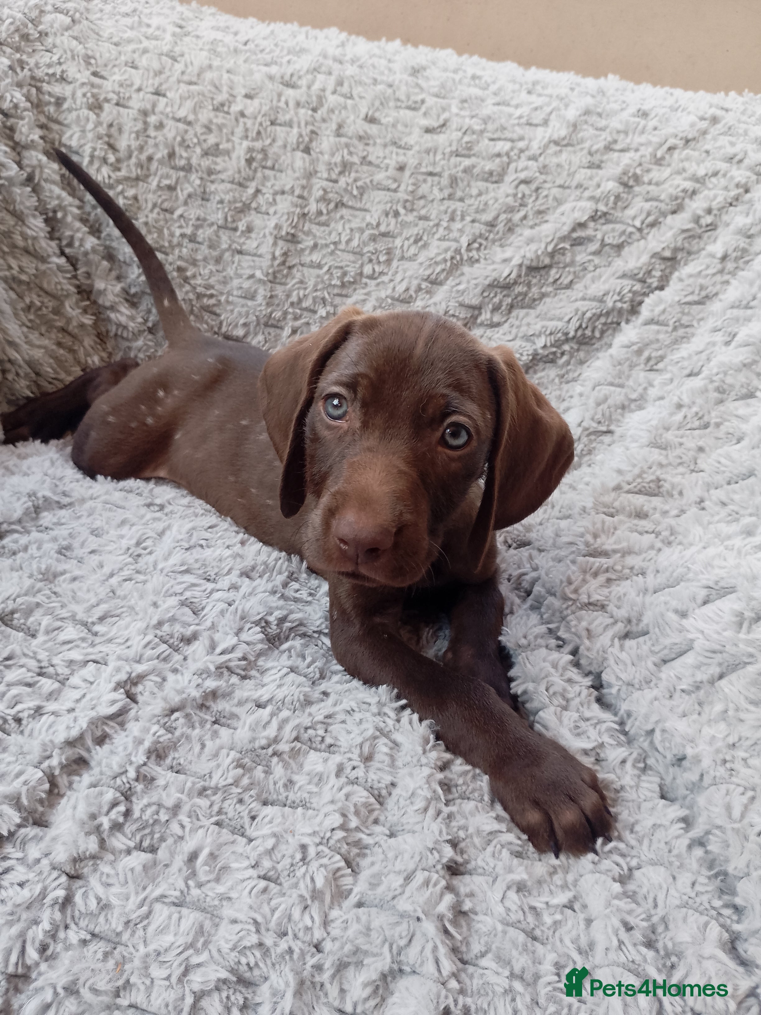 Mixed Breed dogs READY NOW  - Weimaraner x Vizsla - Advert 2
