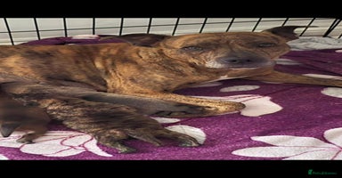 Mixed Breed dogs Chaffy puppies Chow x Staffy - Advert 6